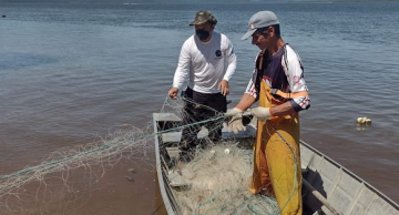 Pesquisa mostra presença espécies de tubarões antes dadas como desaparecidas no litoral paulista