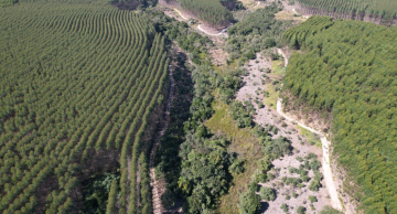 Bracell e a SOS Mata Atlântica realizam plantio de 77 mil árvores nativas