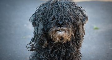 Ação Veterinária será realizada no Jardim Continental a partir de terça-feira, 12