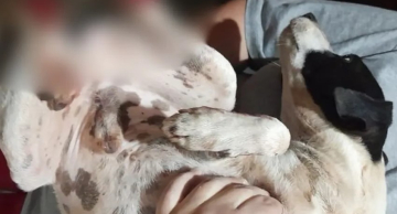 Polícia multa homem que confessou ter decepado patas de cachorro no interior de SP