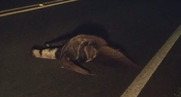 Tamanduá-bandeira morre atropelado na Alcides Soares em Botucatu