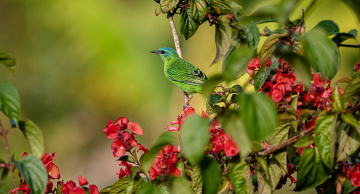 Primavera começa às 3h50 deste sábado, 23