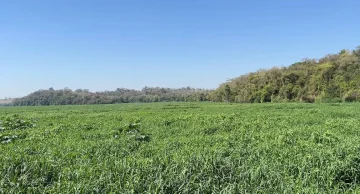 Pescadores têm atividade prejudicada após Rio Tietê virar ‘tapete verde’ na região de Botucatu
