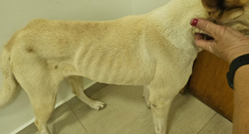 Mulher é presa por maus-tratos contra cão na área central de Botucatu