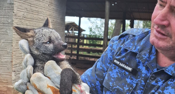 GPA resgata cachorro-do-mato ferido em Botucatu