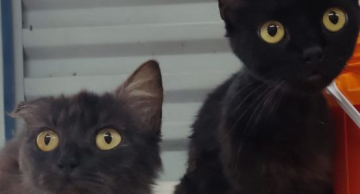 Homem é preso após deixar 2 cães e 2 gatos desidratados em Rubião Junior