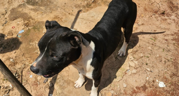 Mulher é presa por maus-tratos contra dois cães no Santa Elisa em Botucatu