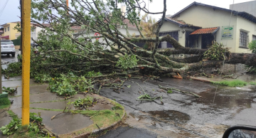 Temporal derruba árvores no centro de Botucatu; veja vídeo