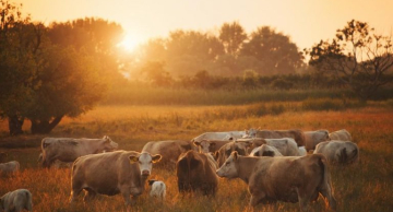 Calor excessivo afeta produção de hortaliças, pescados e reprodução animal