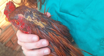 Ação policial flagra treinamento para briga de galos em Botucatu