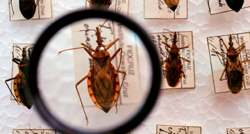 Plataforma pretende reunir pesquisas sobre a Doença de Chagas
