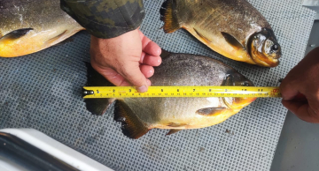 Pescadores são multados em mais de R$ 2 mil por pesca irregular em Botucatu