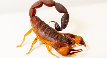 Aumento de temperatura requer prevenção contra o aparecimento de escorpiões em casa; veja as dicas