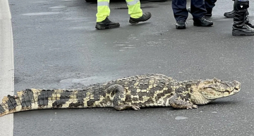 Jacaré interrompe trânsito ao atravessar rodovia Geraldo Pereira de Barros