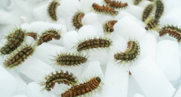 Estado de SP é o único produtor do soro que neutraliza veneno da lagarta Lonomia