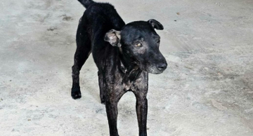 Mulher é presa em flagrante por maus-tratos contra duas cachorras em Botucatu