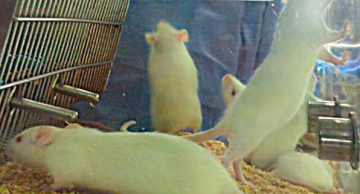 Unesp de Botucatu passa a produzir ratos de alto padrão para pesquisas laboratoriais