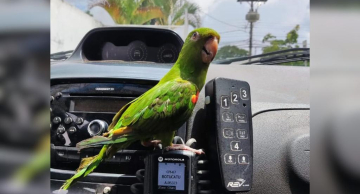 Maritaca é resgatada e pega ‘carona’ em viatura da PM em Botucatu