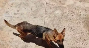 Homem é preso por maus-tratos a cadela da raça pastor alemão em Itatinga