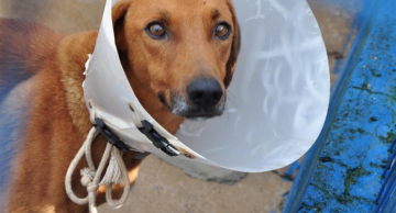 Número de WhatsApp para agendamento de castrações em Botucatu mudou