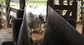 SP vacina 100% do rebanho estadual contra a febre aftosa