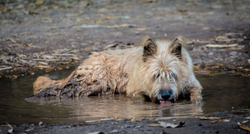 Proteção Animal de Botucatu orienta sobre os cuidados com cães e gatos nos dias de calor intenso