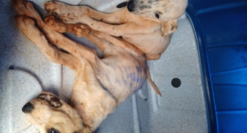 Filhote de cachorro morre após caso de maus-tratos no distrito de Vitoriana em Botucatu