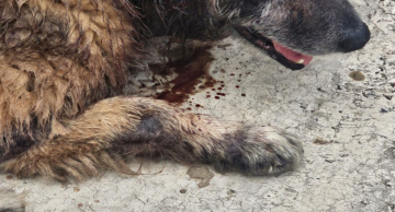 Cachorro com necrose é resgatado em Botucatu; tutora é presa