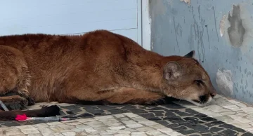 Onça-parda é capturada em condomínio residencial de Jaú