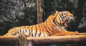 Tigre siberiano do zoológico de Bauru morre por complicações após retirada de tumor