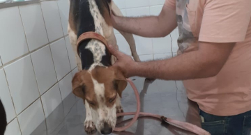 Mulher é detida após caso de maus-tratos contra duas cachorras em Anhembi Mulher é detida após caso de maus-tratos contra duas cachorras em Anhembi