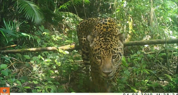 Guia registra as onças-pintadas avistadas em Unidades de Conservação de SP