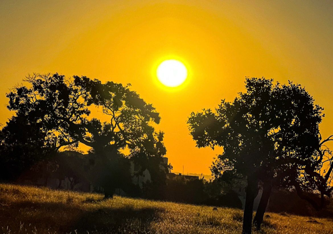 Ver na floresta ao pôr do sol., Vetor Premium