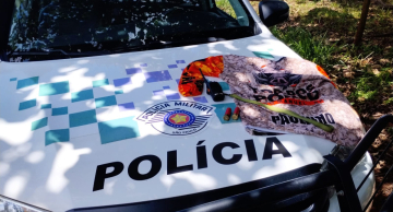 Polícia Ambiental de Botucatu flagra caça de animais silvestres em São Manuel Polícia Ambiental de Botucatu flagra caça de animais silvestres em São Manuel