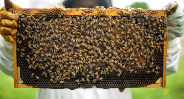 Pesquisadores da Unesp de Botucatu defendem restrições e até proibição do uso do inseticida fipronil