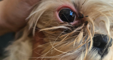 Ação policial flagra criadouro clandestino de cães em Botucatu   Ação policial flagra criadouro clandestino de cães em Botucatu