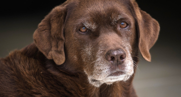 Grupo de Pesquisa da FMVZ/Unesp procura cães idosos para participar de estudo