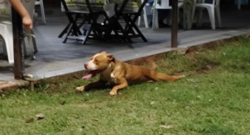 Pitbull ataca passageiros da carreta furacão no bairro Comerciários em Botucatu Pitbull ataca passageiros da carreta furacão no bairro Comerciários em Botucatu