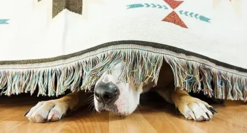 Especialista dá dicas de como amenizar estresse dos pets durante queima de fogos no réveillon