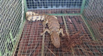Jacaré é capturado na área urbana de São Manuel