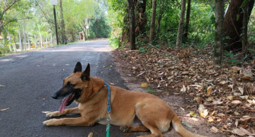 Botucatu terá Feirinha para Adoção de cães e gatos neste domingo (28)
