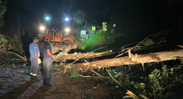 Temporal derruba dezenas de eucaliptos em estrada de acesso a ponto turístico em Botucatu