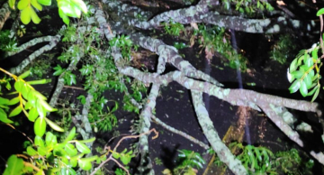 Árvore cai sobre motociclista na Alcides Soares em Botucatu Árvore cai sobre motociclista na Alcides Soares em Botucatu