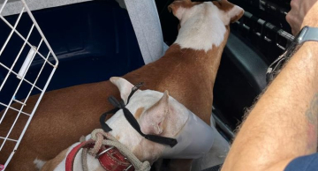 Operação resgata três cachorros sem comida no Jardim Riviera em Botucatu, GCM Operação resgata três cachorros sem comida no Jardim Riviera em Botucatu, GCM