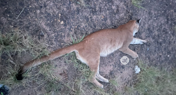 Onça-parda morre atropelada em Botucatu