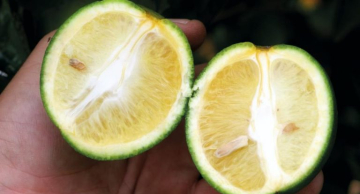 Prazo para citricultores entregarem o relatório de Greening acaba dia 15 de janeiro