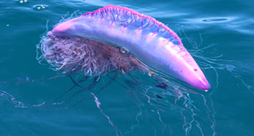 ‘Caravelas-portuguesas’ com tentáculos de até 30 metros assustam banhistas no litoral de SP