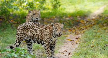 Pesquisador da Unesp de Botucatu investiga o papel ecológico das onças-pintadas no Pantanal