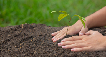 Botucatu terá novo plantio de mudas neste sábado (26) Botucatu terá novo plantio de mudas neste sábado (26)