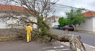 <strong>Árvore ‘estrangulada’ cai e interdita rua na Vila dos Lavradores</strong>
